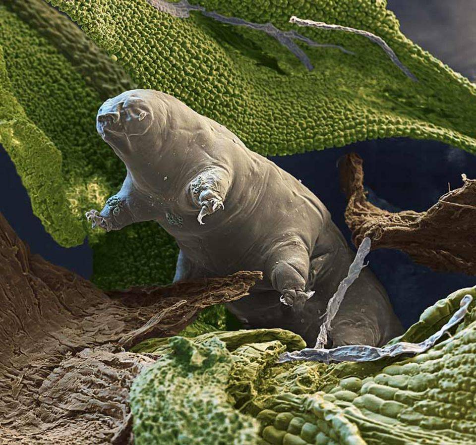 Tardigrad nedir? 3